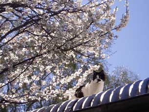 Nellie with Spring blossom